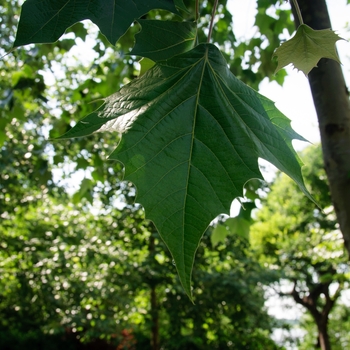 Platanus mexicana - Mexican Sycamore