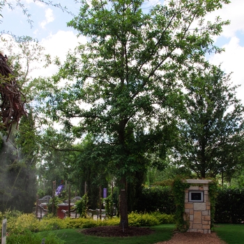 Quercus polymorpha - Monterrey Oak