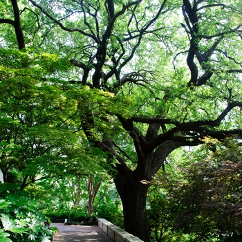 Quercus virginiana - Live Oak