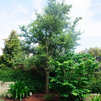 Quercus virginiana - Live Oak