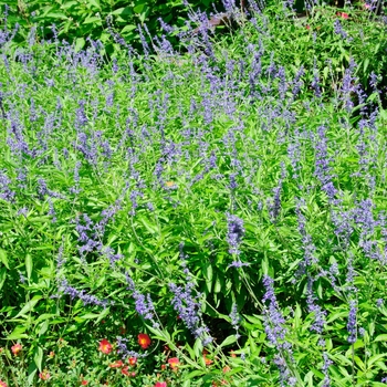 Salvia farinacea - 'Henry Duelberg' Mealycup Sage