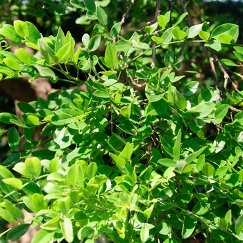 Sophora affinis - Eve's Necklace