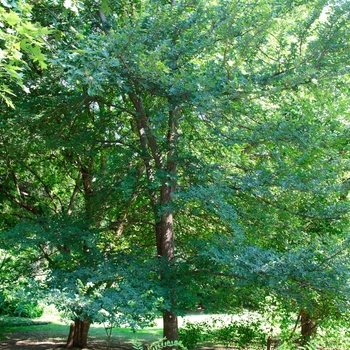 Ulmus crassifolia - Cedar Elm