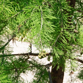 Taxodium ascendens - Pond Cypress