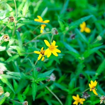 Wedelia texana - Zexmenia