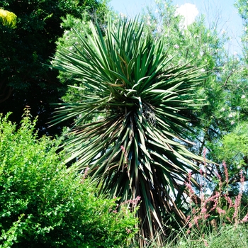 Yucca treculeana - Spanish Dagger