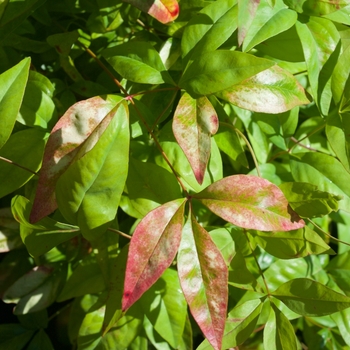 Nandina domestica - 'Firepower' Heavenly Bamboo