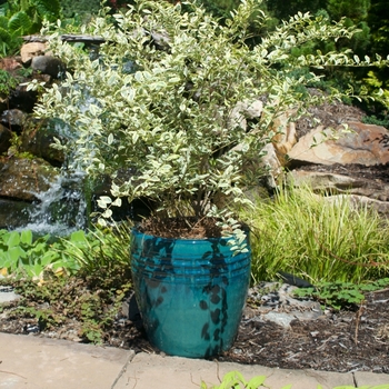 Ligustrum sinense - 'Swift Creek' Variegated Privet