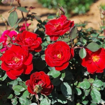 Rosa (Shrub Rose) - Sunrosa® 'Red'
