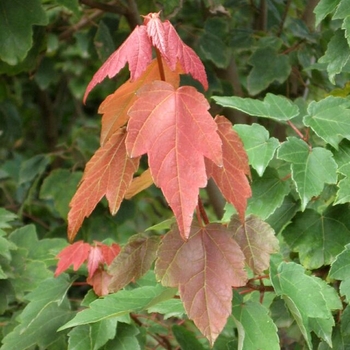 Acer rubrum - 'Summer Red&reg;' Red Maple