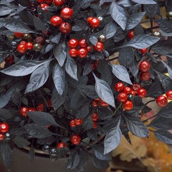 Capsicum annuum - 'Onyx Red' Ornamental Pepper