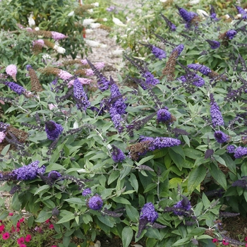 Buddleia - 'Pugster Blue&reg;' Butterfly Bush