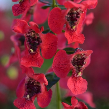 Angelonia angustifolia - Archangel™ 'Cherry Red'