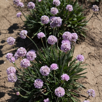Armeria pseudarmeria (Thrift, Sea Pinks) - Dreameria&reg; 'Sweet Dreams'