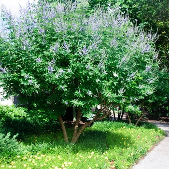 Vitex agnus-castus - Vitex 'Shoal Creek'