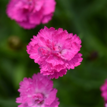 Dianthus (China Pinks, Cheddar Pinks) - Mountain Frost™ 'Pink PomPom'