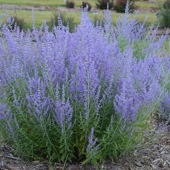 Perovskia atriplicifolia - Russian Sage