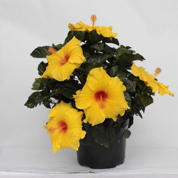 Hibiscus - Sunny Yellow Hibiscus Hibiscus - Sunny Yellow Hibiscus