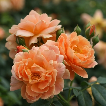 Rosa - 'At Last®' Hybrid Tea Rose