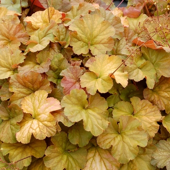 Heuchera (Coral Bells) - Northern Exposure 'Amber'