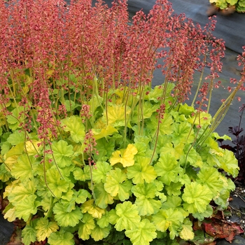Heuchera (Coral Bells) - Northern Exposure 'Lime'