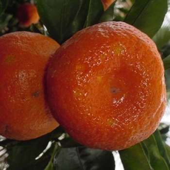 Citrus reticulata (Hardy Satsuma) - Citrus Frost&trade; 'Arctic Frost&trade;'