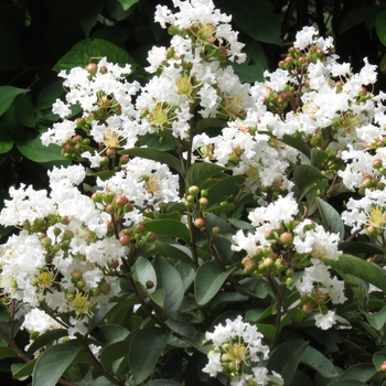 Lagerstroemia indica - 'French Vanilla Petite' Crape Myrtle