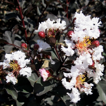 Lagerstroemia - 'Ebony and Ivory' Crape Myrtle