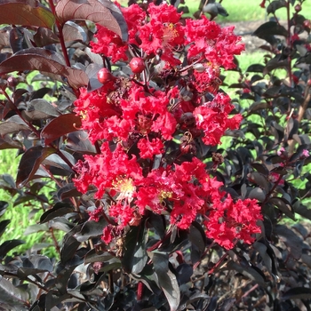 Lagerstroemia - 'Ebony Fire' Crape Myrtle