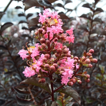 Lagerstroemia indica - 'Rhapsody in Pink' Crape Myrtle