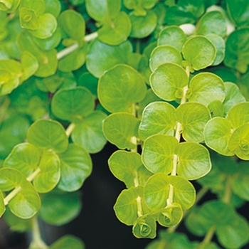 Lysimachia nummularia - 'Goldilocks' Creeping Jenny