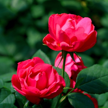 Rosa - 'Oso Easy Double Red®' Landscape Rose