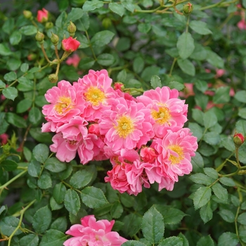 Rosa (Landscape Rose) - Oso Easy® 'Double Pink'