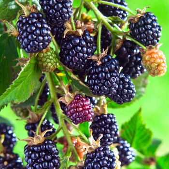 Rubus - 'Arapaho' Blackberry