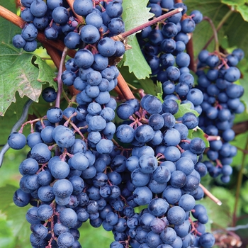 Vitis labrusca - 'Concord' Grape Vitis labrusca - 'Concord' Grape