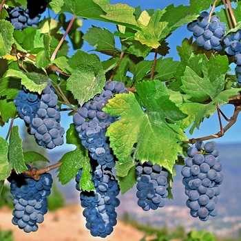 Vitis vinifera - 'Mars' Grape