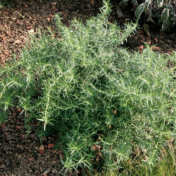 Rosmarinus officinalis - Trailing Rosemary