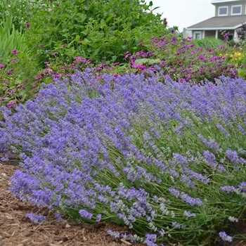 Lavandula angustifolia - Lavender