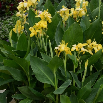 Canna x generalis (Canna Lily) - Cannova® 'Yellow'