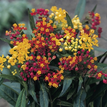 Asclepias curassavica - 'Silky Mixture' Tropical Milkweed Asclepias curassavica - 'Silky Mixture' Tropical Milkweed