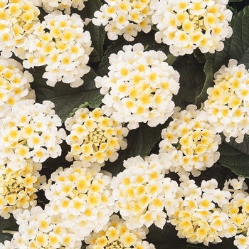Lantana camara - Lucky&trade; 'White'