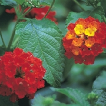 Lantana camara - 'Dallas Red' Lantana