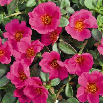 Portulaca oleracea (Purslane) - Cupcake 'Grape Jelly'