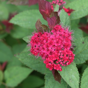 Spiraea (Spirea) - Double Play 'Doozie®'