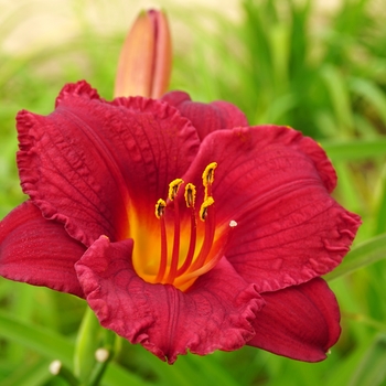 Hemerocallis - 'Cranberry Baby' Daylily