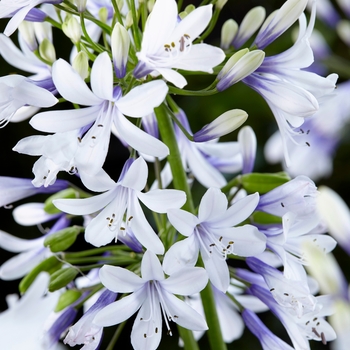 Agapanthus - 'Twister' African Lily Agapanthus - 'Twister' African Lily