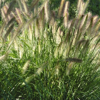 Pennisetum alopecuroides - 'Cassian' Fountain Grass