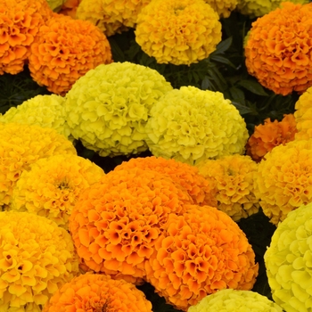 Tagetes erecta (African Marigold) - Taishan&reg; 'Mix'