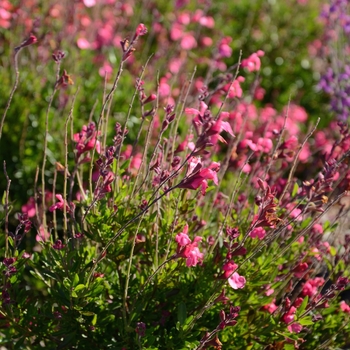 Salvia - Arctic Blaze® 'Fuchsia'