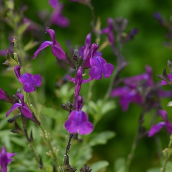 Salvia greggii (Sage) - Mirage™ 'Deep Purple'